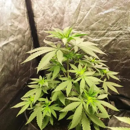Orange bud 2.0