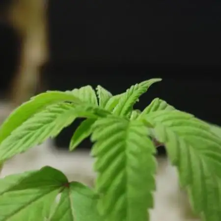 F001 Dutch Passion test strain