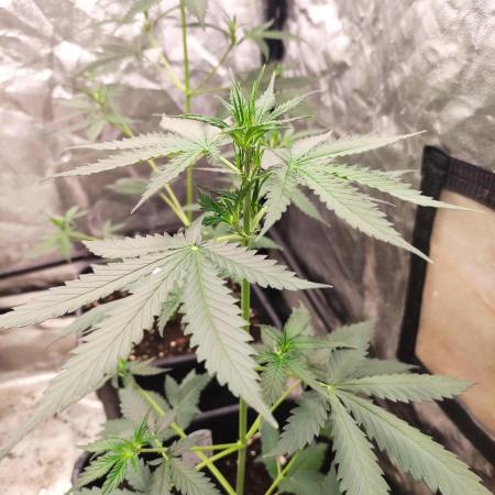 Delicious Cookies Auto