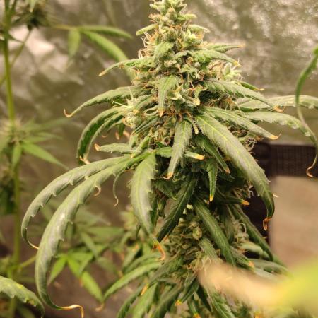 Auto Twilight Zlush