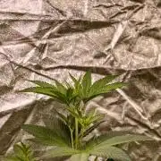 Triploid - SSSC Test Strain