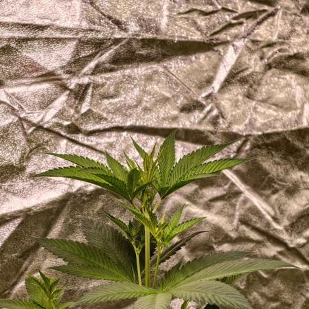 Triploid - SSSC Test Strain