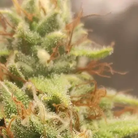 Delicious Cookies Auto