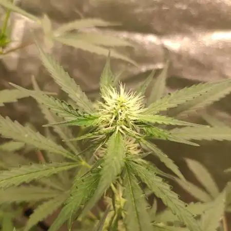 Auto Twilight Zlush