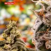 F002 Dutch Passion test strain