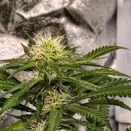 Banana Cream OG
