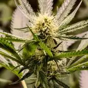 F1 Precision - SSSC Test Strain