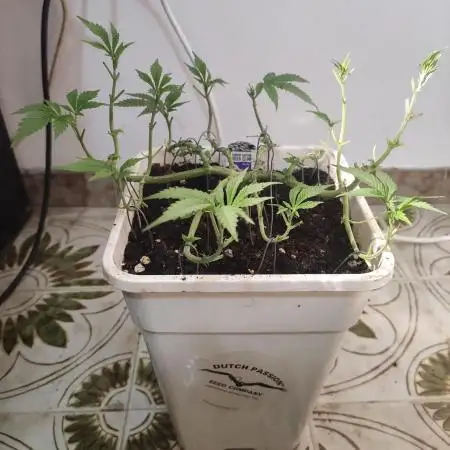 Dutch Passion - Test strain #1