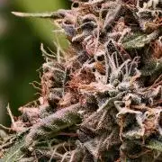 OG - SSSC Test Strain