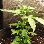 Orange bud 2.0