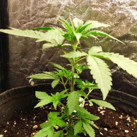 Orange bud 2.0