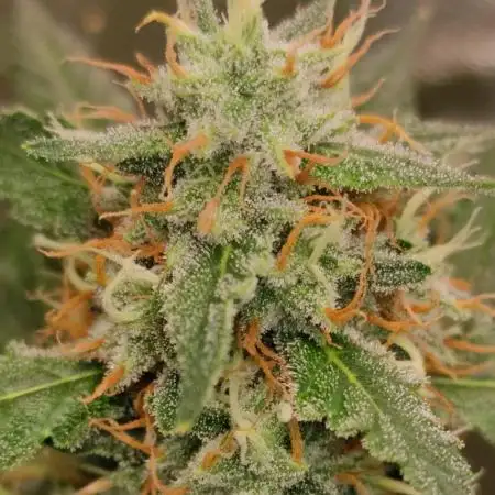 Auto Twilight Zlush