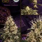 Poison cookies