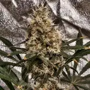 Poison cookies