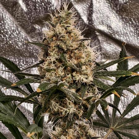Poison cookies