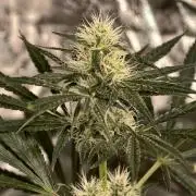 Poison cookies