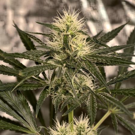 Poison cookies