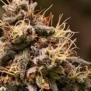 F1 Precision - SSSC Test Strain