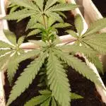 Red tropicana cookies