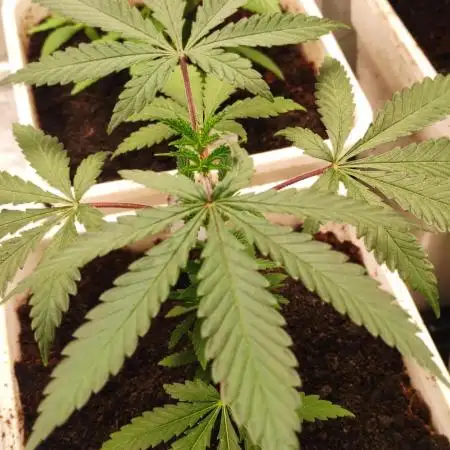 Red tropicana cookies