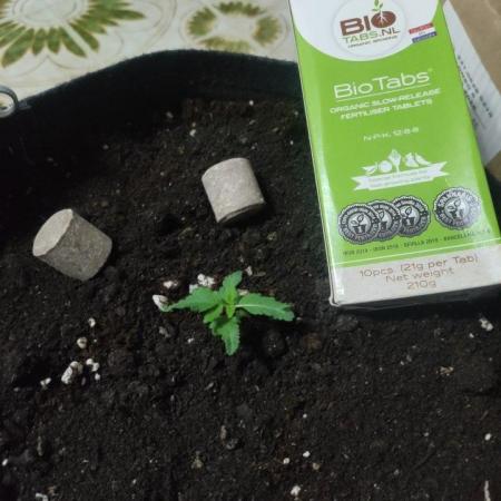 Orange bud 2.0