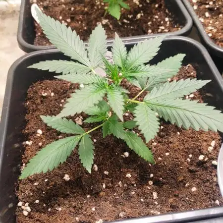 Delicious Cookies Auto
