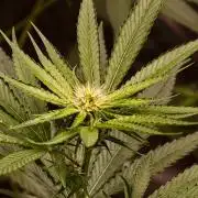 OG - SSSC Test Strain