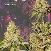 F028 Dutch Passion test strain