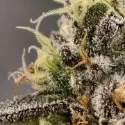 F008 Dutch Passion test strain