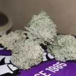 Green Papaya clones