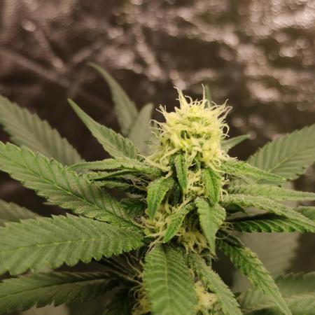 Orange bud 2.0