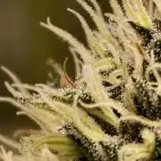 F026 Dutch Passion test strain