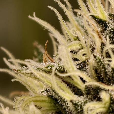 F026 Dutch Passion test strain