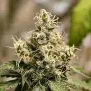 F025 Dutch Passion test strain