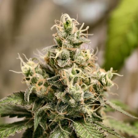 F025 Dutch Passion test strain