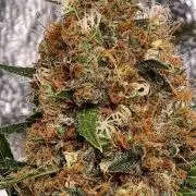 Poison cookies