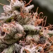 F1 Precision - SSSC Test Strain