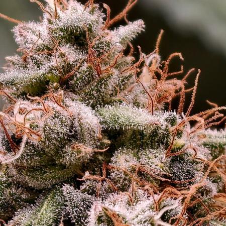 F1 Precision - SSSC Test Strain
