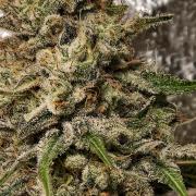 F028 Dutch Passion test strain