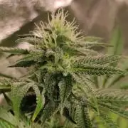 Red tropicana cookies