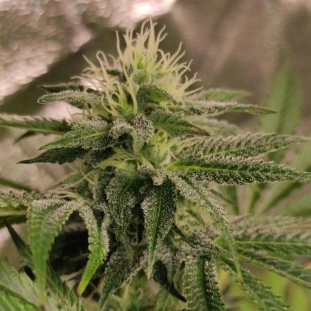 Red tropicana cookies