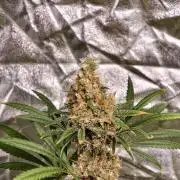 Poison cookies