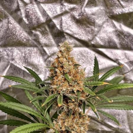 Poison cookies
