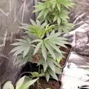 OG - SSSC Test Strain