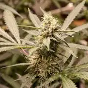 F1 Precision - SSSC Test Strain