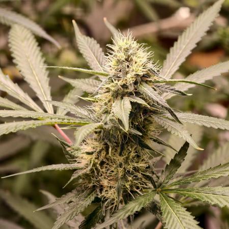 F1 Precision - SSSC Test Strain