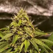 Triploid - SSSC Test Strain