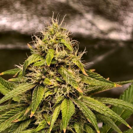 Triploid - SSSC Test Strain