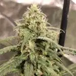 Delicious Cookies Auto