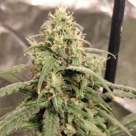 Delicious Cookies Auto